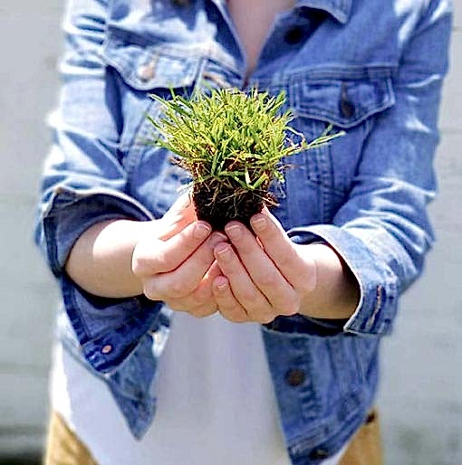 Zoysia Çim Fidesi