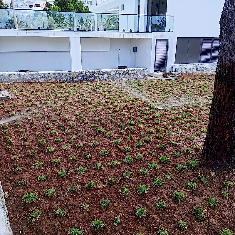Zoysia Çİm